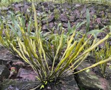 <font color='#FF0000'>金釵石斛與鐵皮石斛的功效與作用區(qū)別是什么？哪個更好？</font>